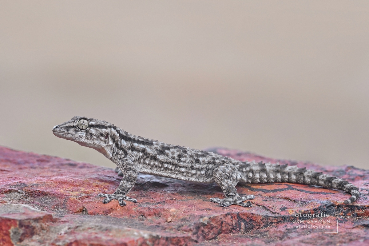 Mauergecko
