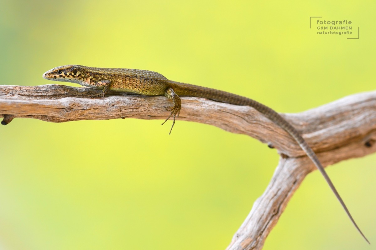 Peloponnes-Kieleidechse