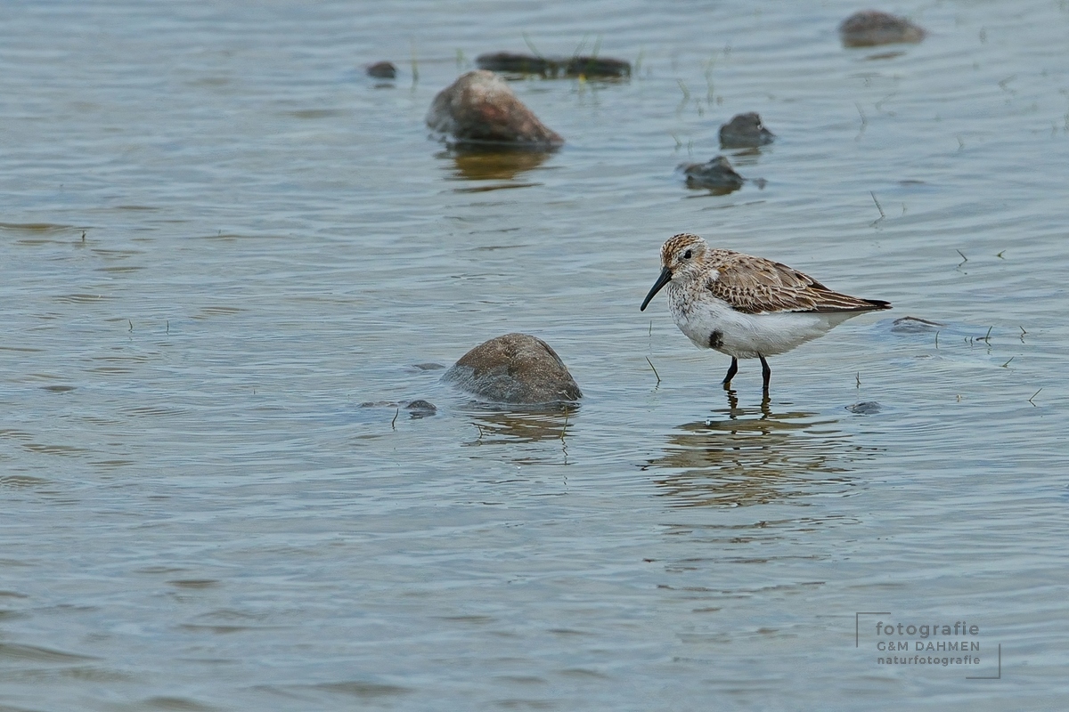 Alpenstrandläufer Alpenstrandläufer
