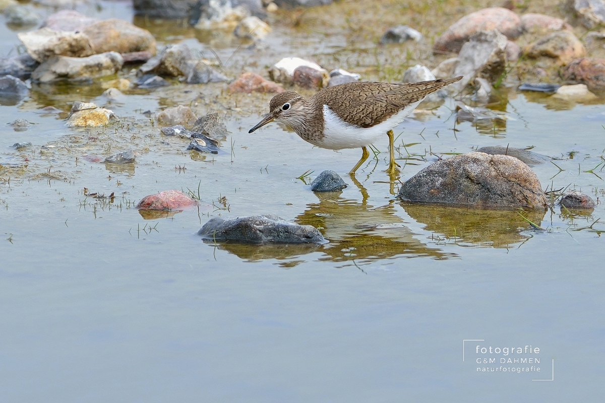 Flussuferläufer Flussuferläufer