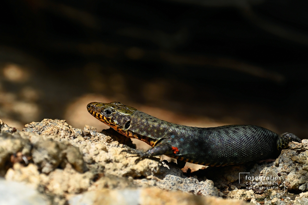 Griechische Spitzkopfeidechse