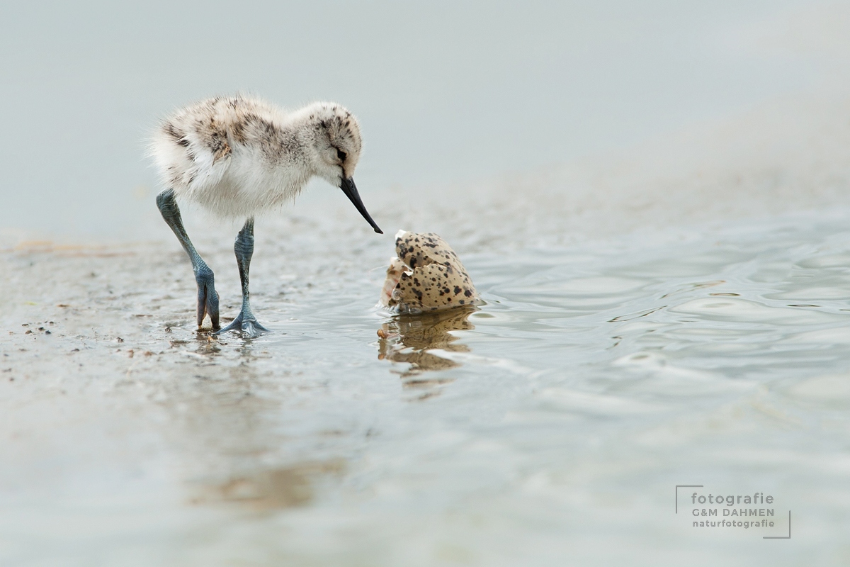 Säbelschnäbler Säbelschnäbler