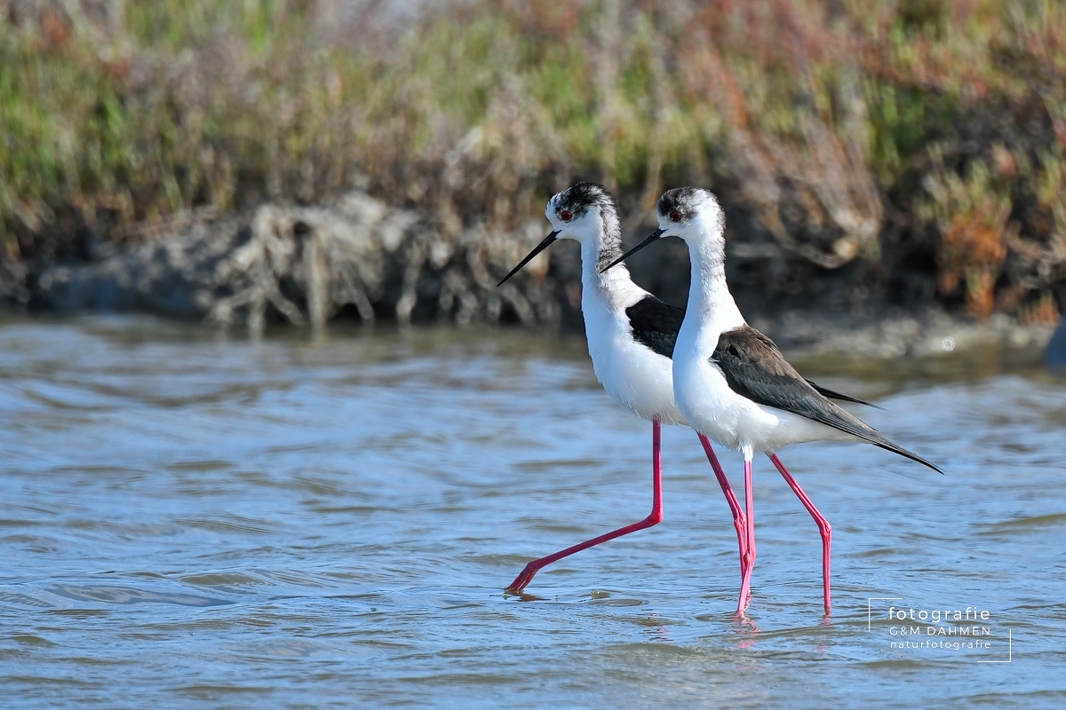 Stelzenläufer Stelzenläufer
