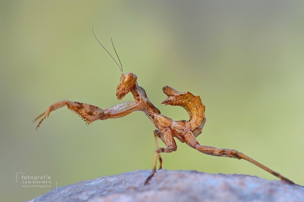 Ameles-Gottesanbeterin