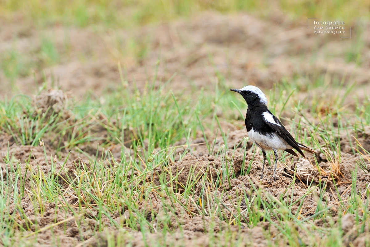 Bergsteinschmätzer Bergsteinschmätzer