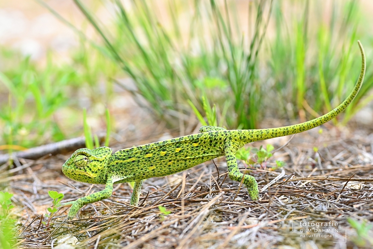 Afrikanisches Chamäleon